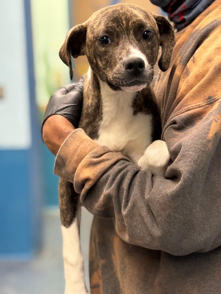 Princess Leah, a Adoptable mixed breed in Effingham, SC image 3/4