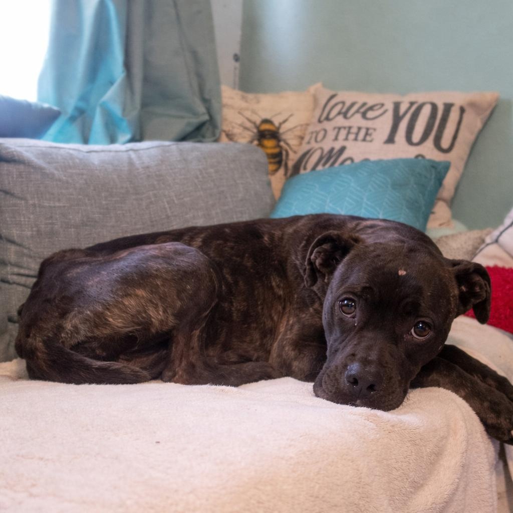 Phoenix, a ADOPTABLE mixed breed in Mount Prospect, IL image 2/6