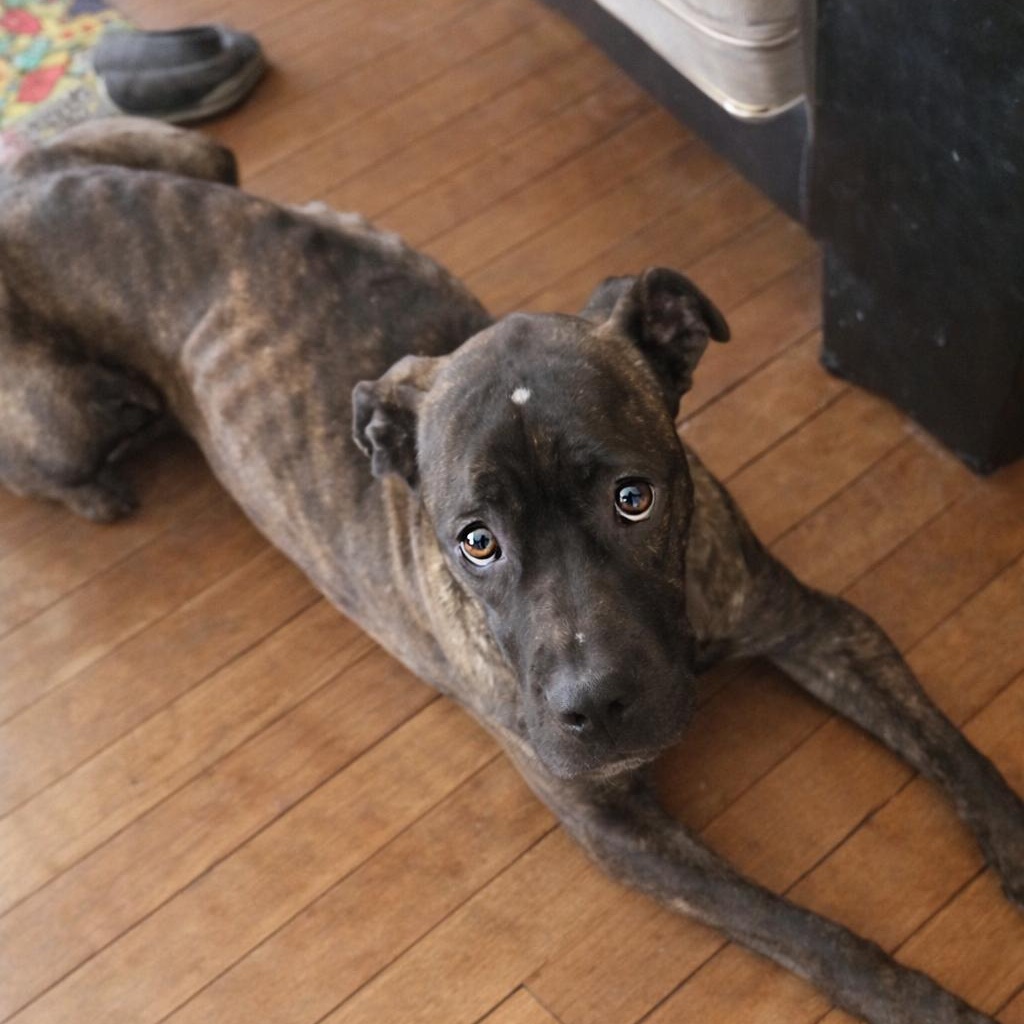 Phoenix, a ADOPTABLE mixed breed in Mount Prospect, IL image 1/6