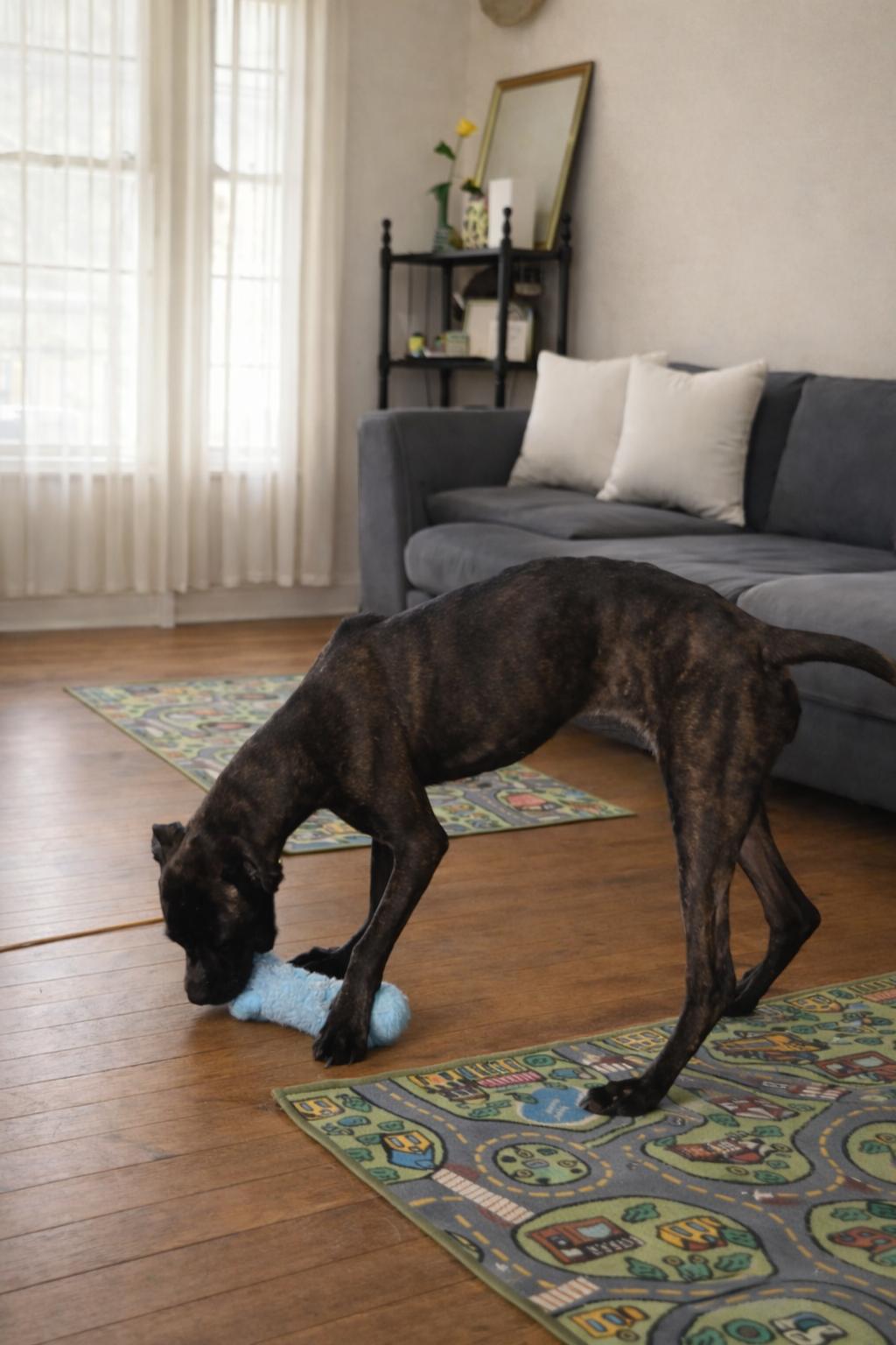 Phoenix, a ADOPTABLE mixed breed in Mount Prospect, IL image 6/6