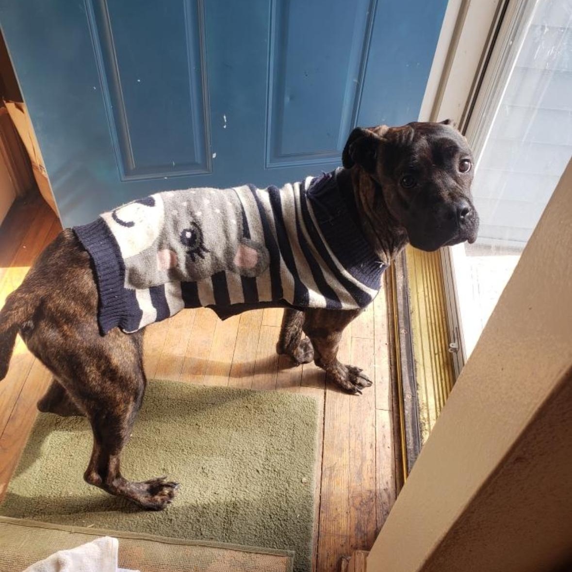 Phoenix, a ADOPTABLE mixed breed in Mount Prospect, IL image 4/6