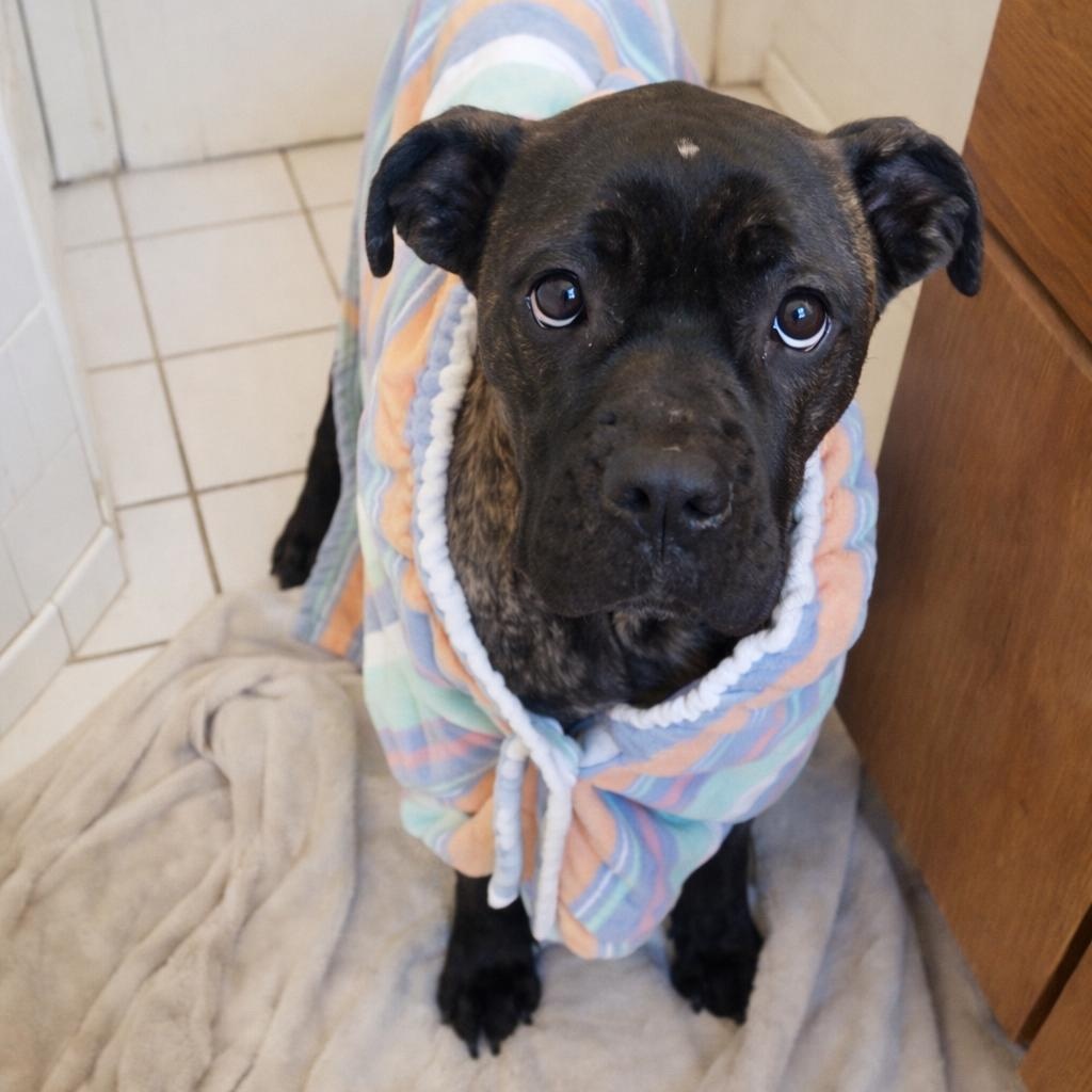 Phoenix, a ADOPTABLE mixed breed in Mount Prospect, IL image 3/6