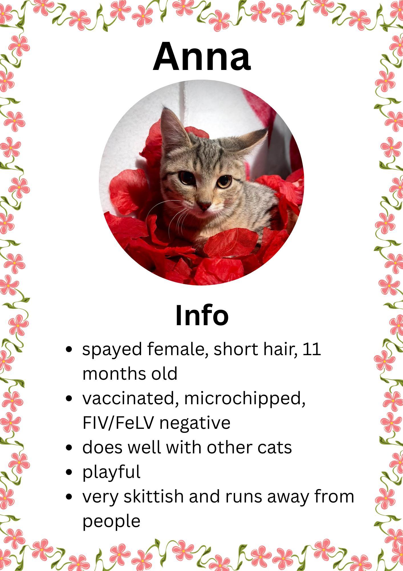 Enlarge Anna, an adopted Domestic Short Hair in Greensburg, IN image 1/1