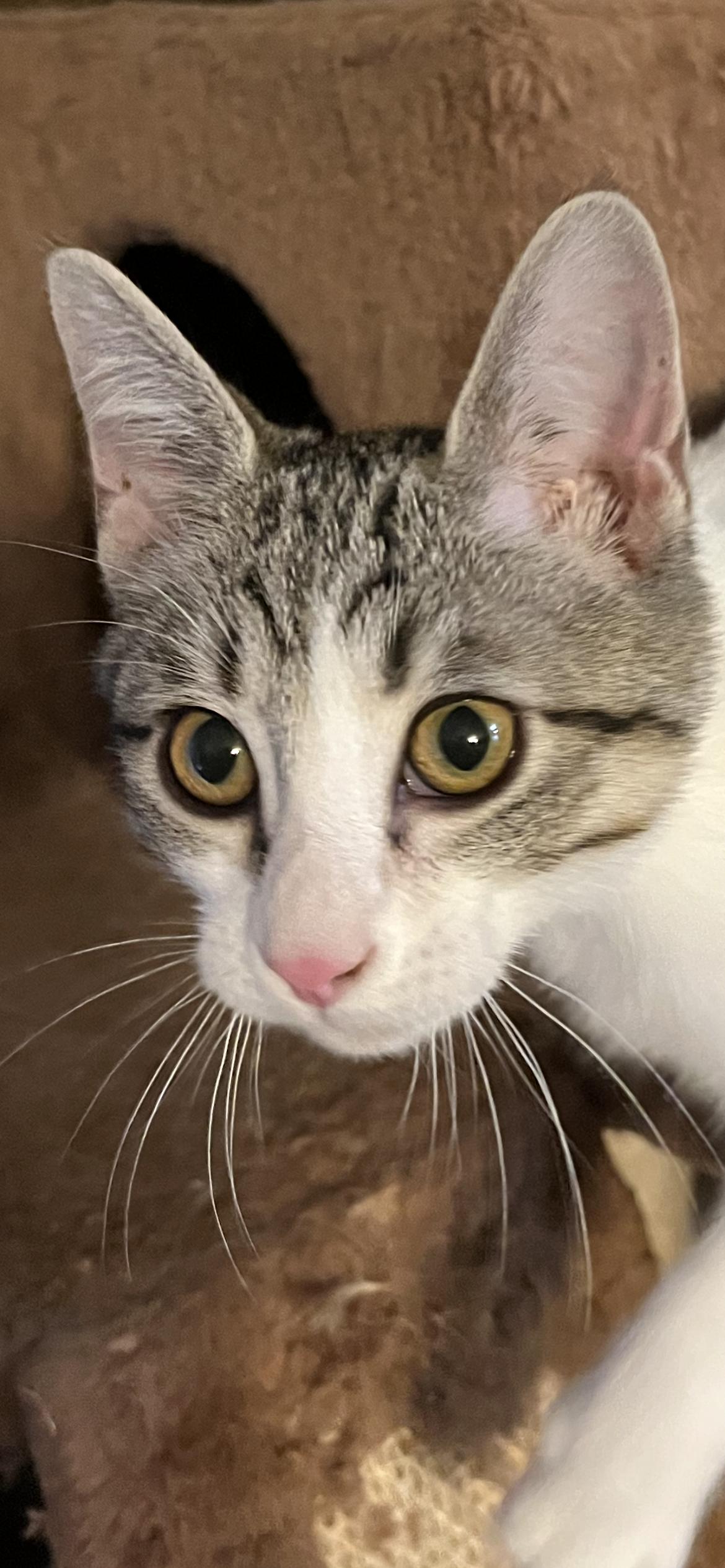 Enlarge Felony, a Adoptable Domestic Short Hair in Connelly Springs, NC image 1/6