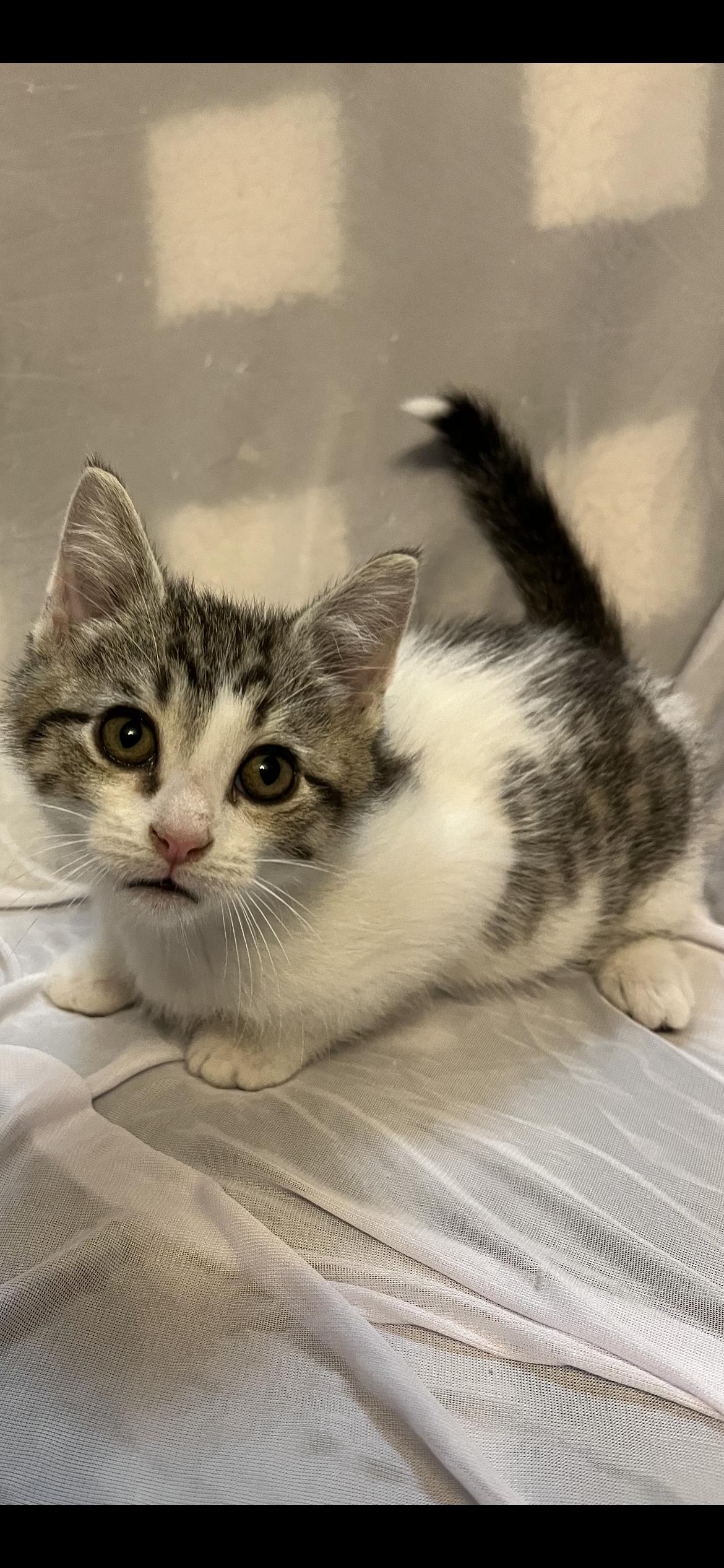 Enlarge Felony, a Adoptable Domestic Short Hair in Connelly Springs, NC image 3/6