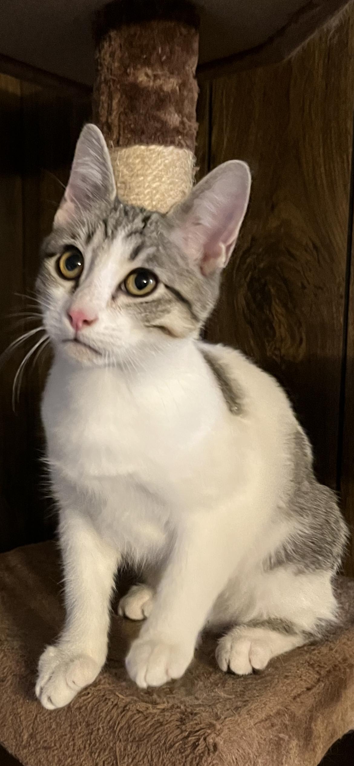 Enlarge Felony, a Adoptable Domestic Short Hair in Connelly Springs, NC image 2/6