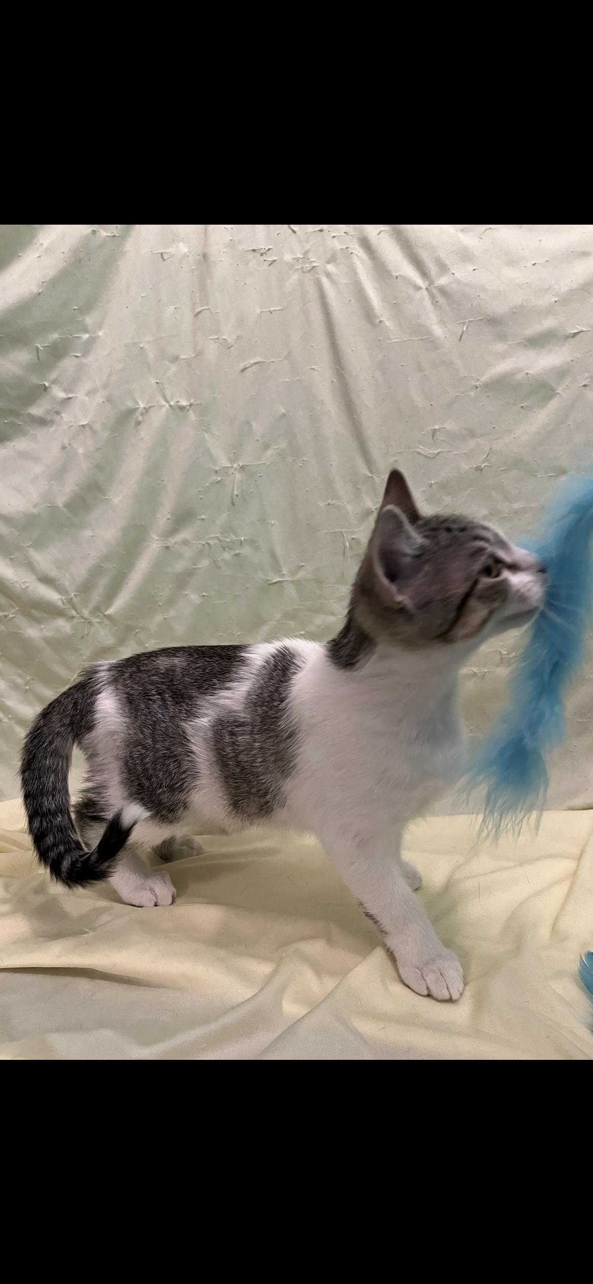 Enlarge Felony, a Adoptable Domestic Short Hair in Connelly Springs, NC image 5/6