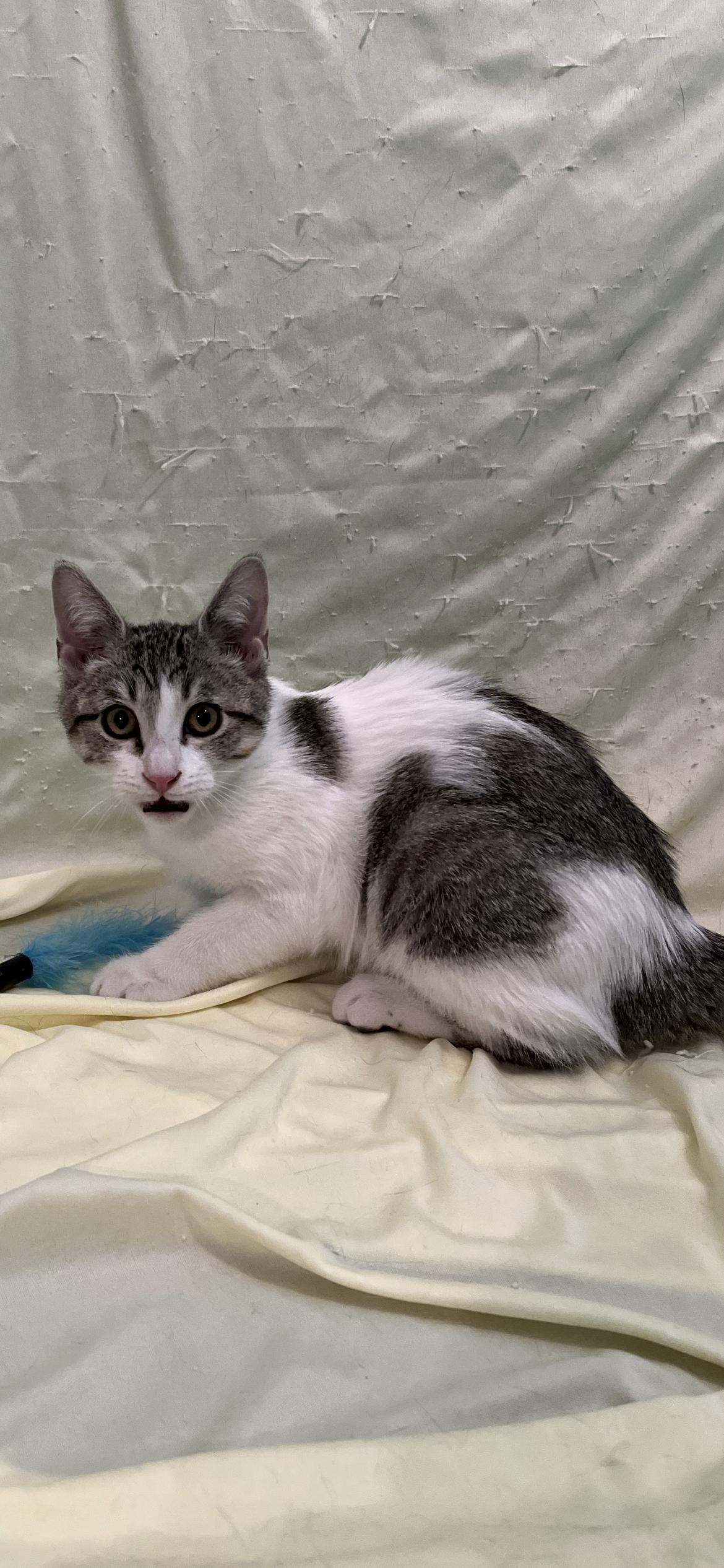 Enlarge Felony, a Adoptable Domestic Short Hair in Connelly Springs, NC image 6/6