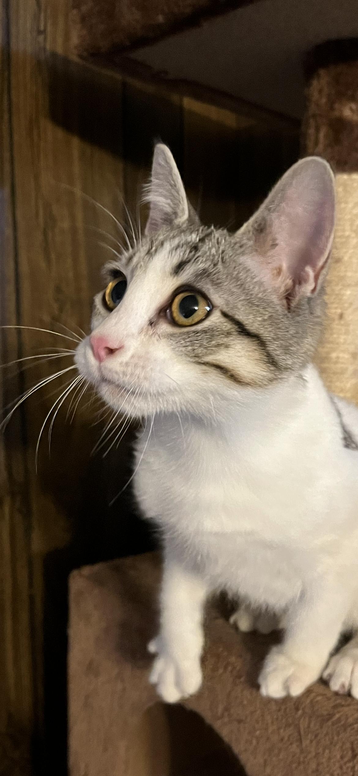 Enlarge Felony, a Adoptable Domestic Short Hair in Connelly Springs, NC image 4/6