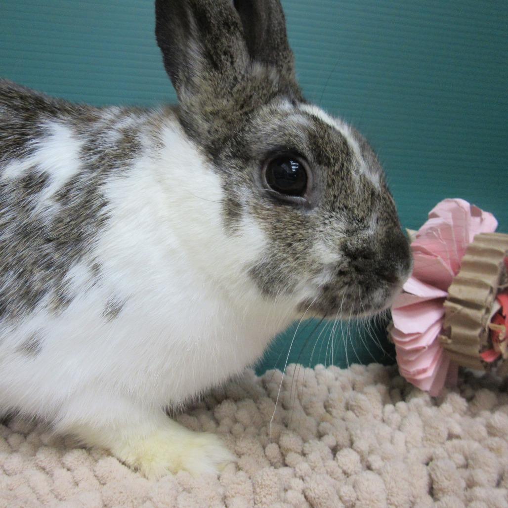 Roxette, Adoptable, Adult Female Dutch & Bunny Rabbit.