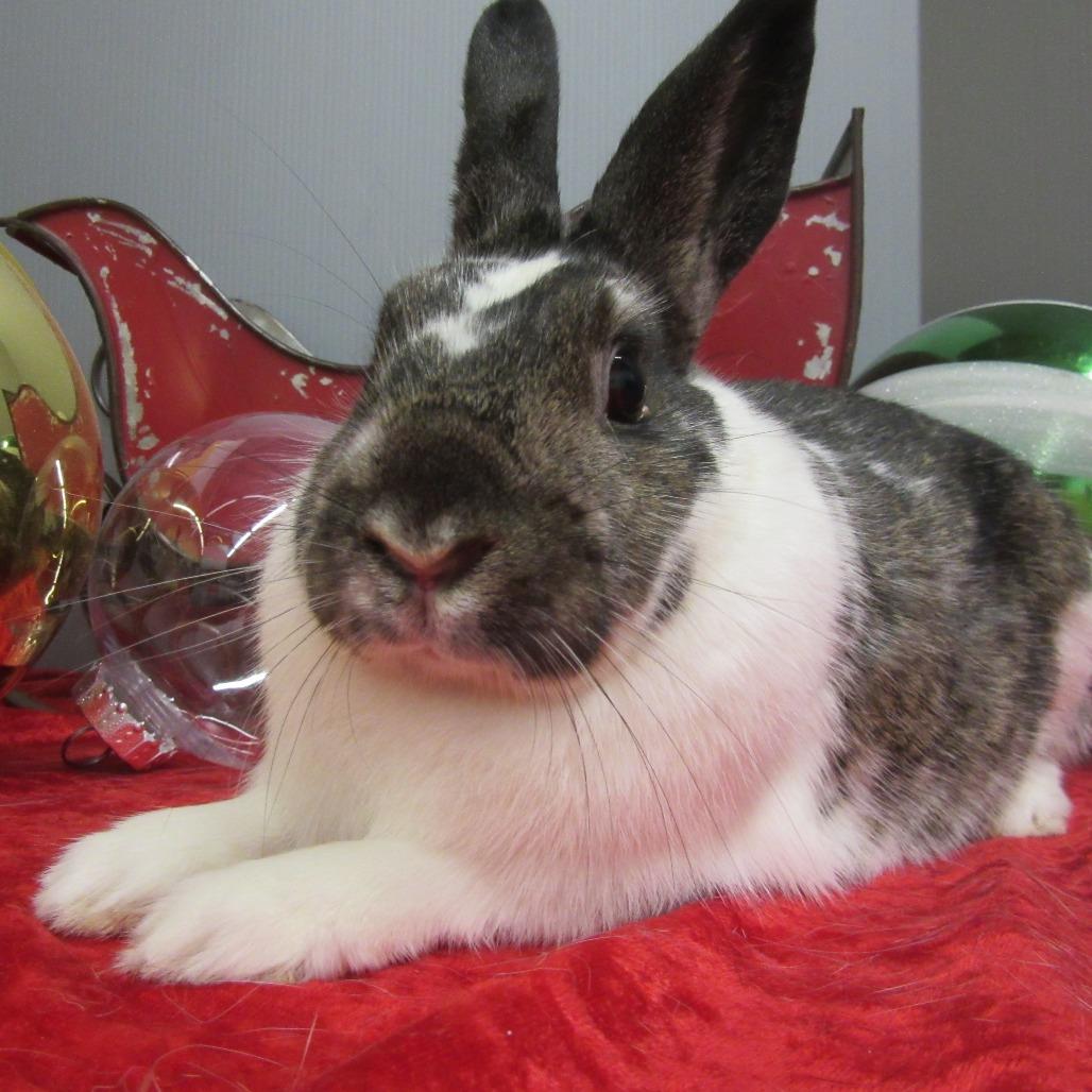 Enlarge Roxette, a Adoptable mixed breed in Newport, PA image 2/6