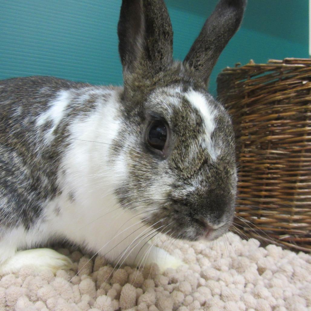 Enlarge Roxette, a Adoptable mixed breed in Newport, PA image 3/6