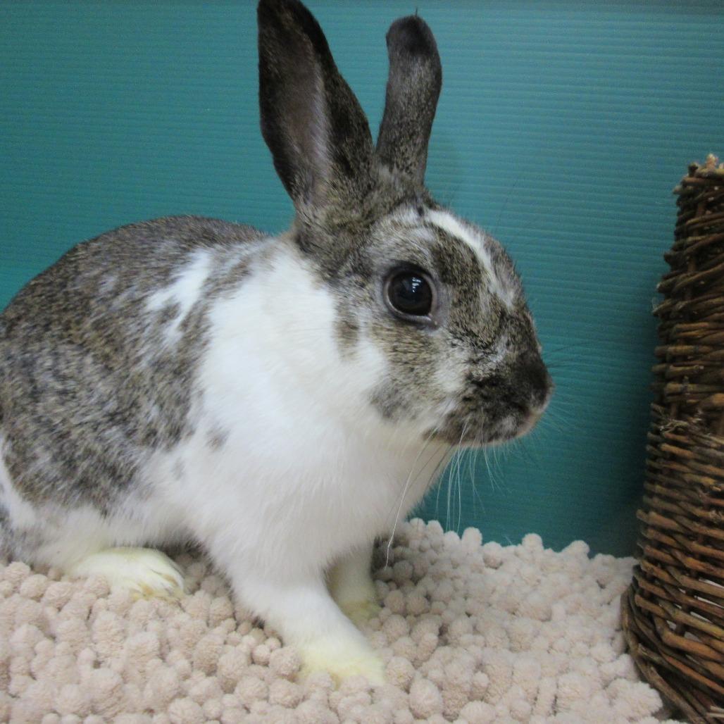 Enlarge Roxette, a Adoptable mixed breed in Newport, PA image 4/6