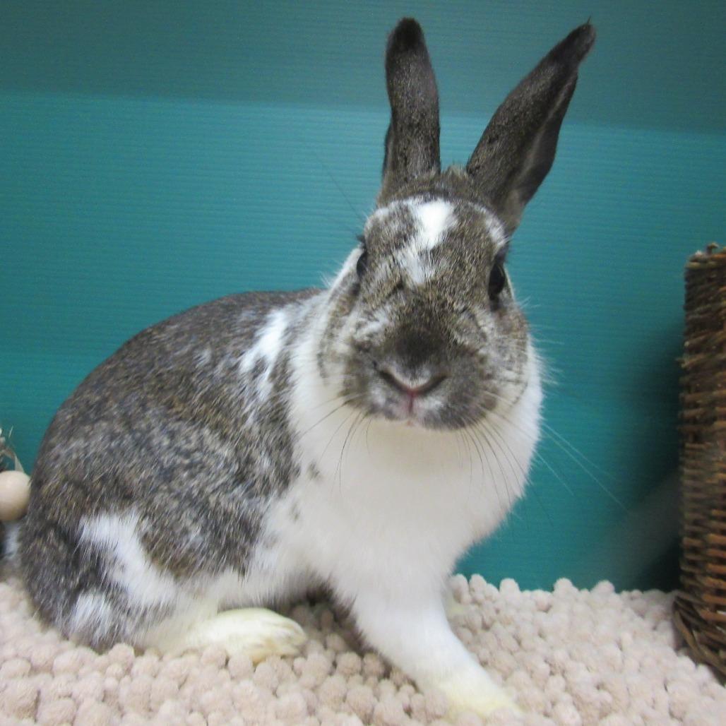 Enlarge Roxette, a Adoptable mixed breed in Newport, PA image 5/6