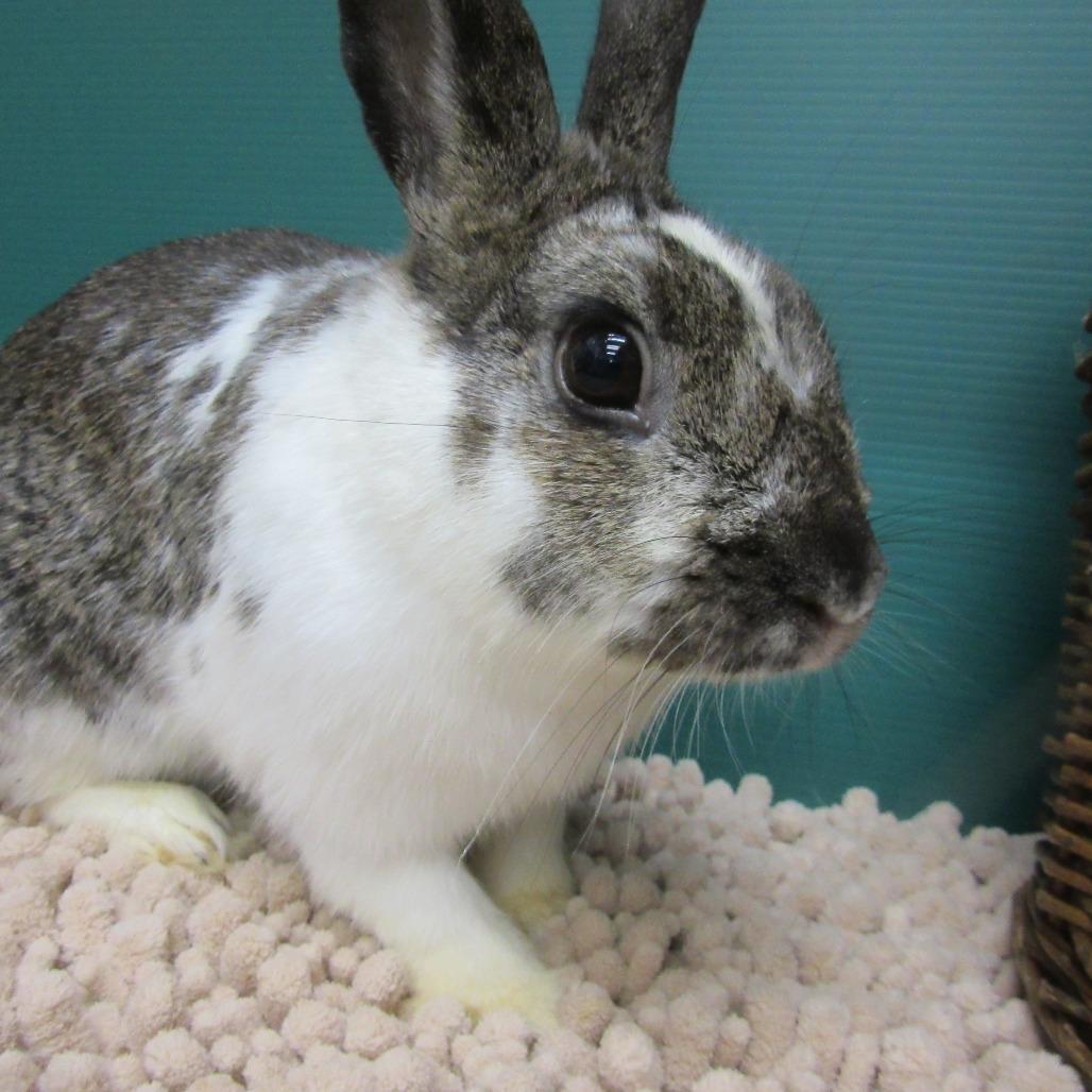 Enlarge Roxette, a Adoptable mixed breed in Newport, PA image 6/6