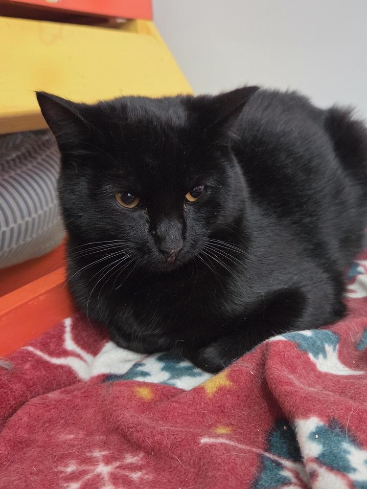 Nilla, Adoptable, Adult Female Domestic Short Hair.