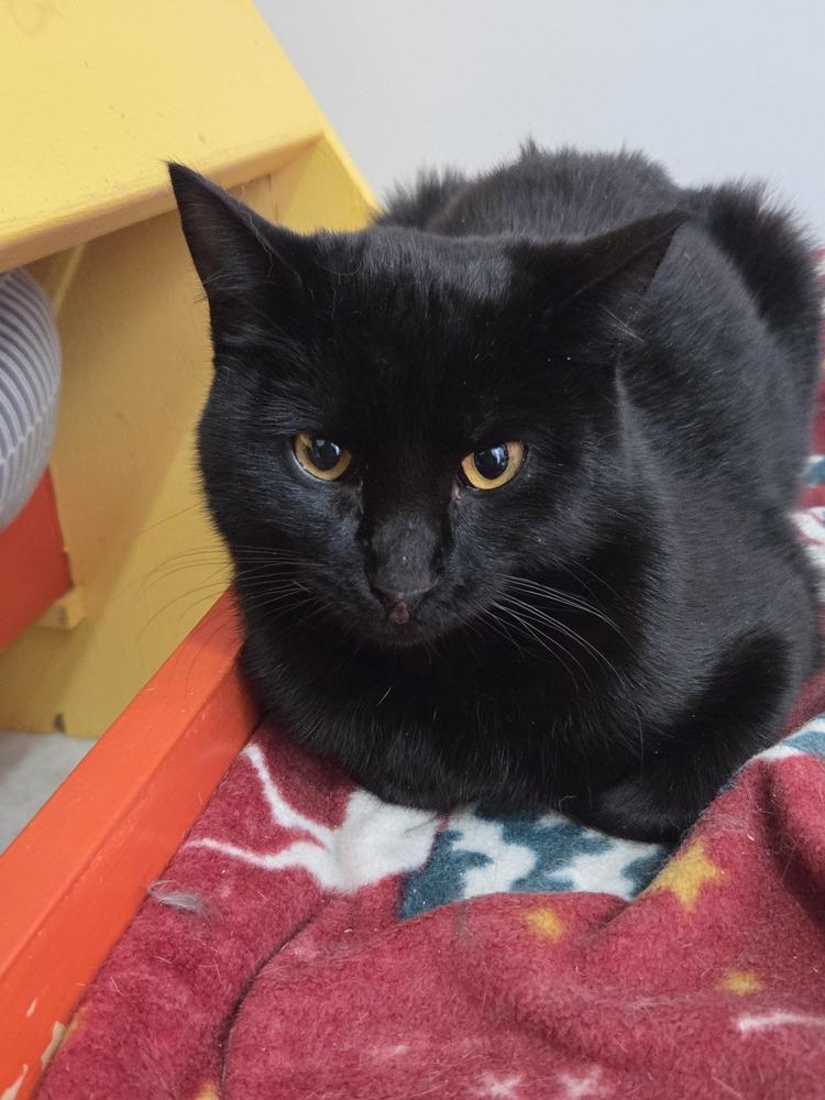 Nilla, a Adoptable mixed breed in Salmon, ID image 2/2