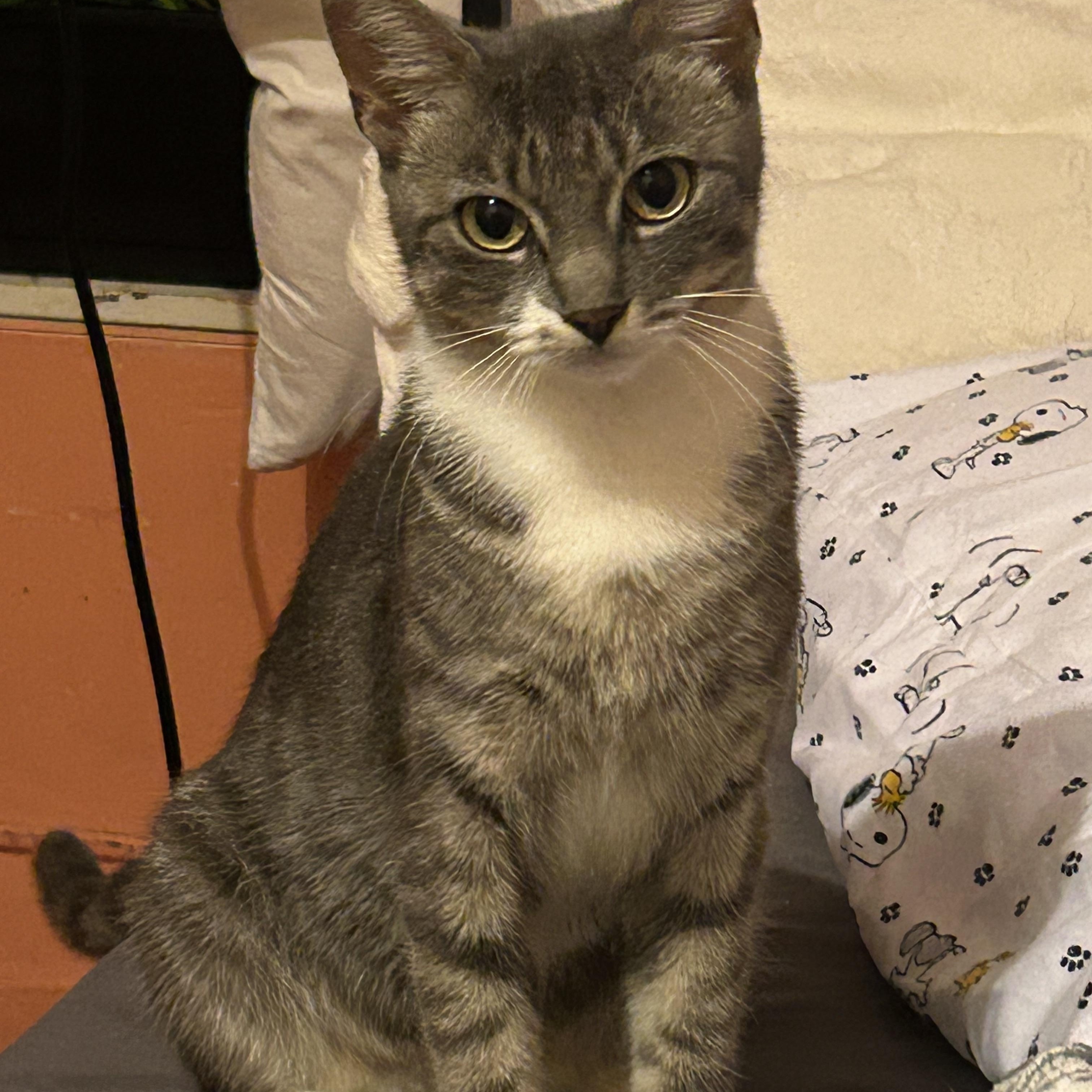 Enlarge Emerald, a Adoptable American Shorthair in bronx, NY image 2/5
