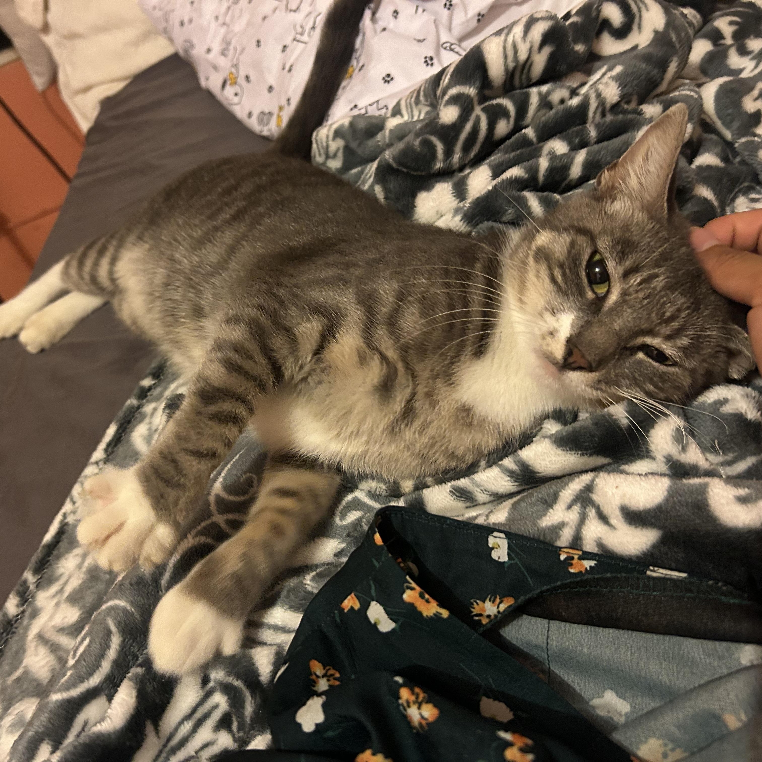 Enlarge Emerald, a Adoptable American Shorthair in bronx, NY image 4/5