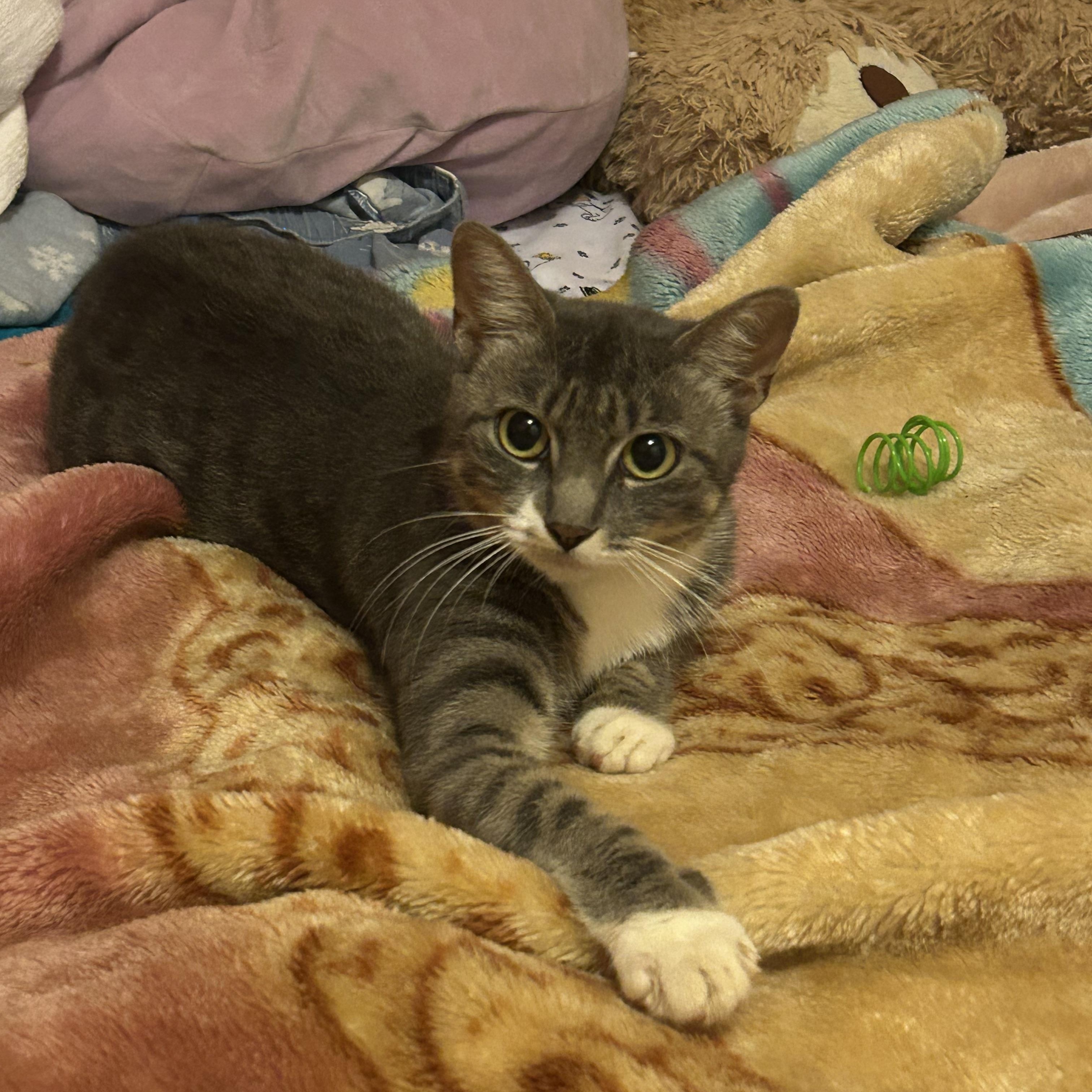 Enlarge Emerald, a Adoptable American Shorthair in bronx, NY image 3/5