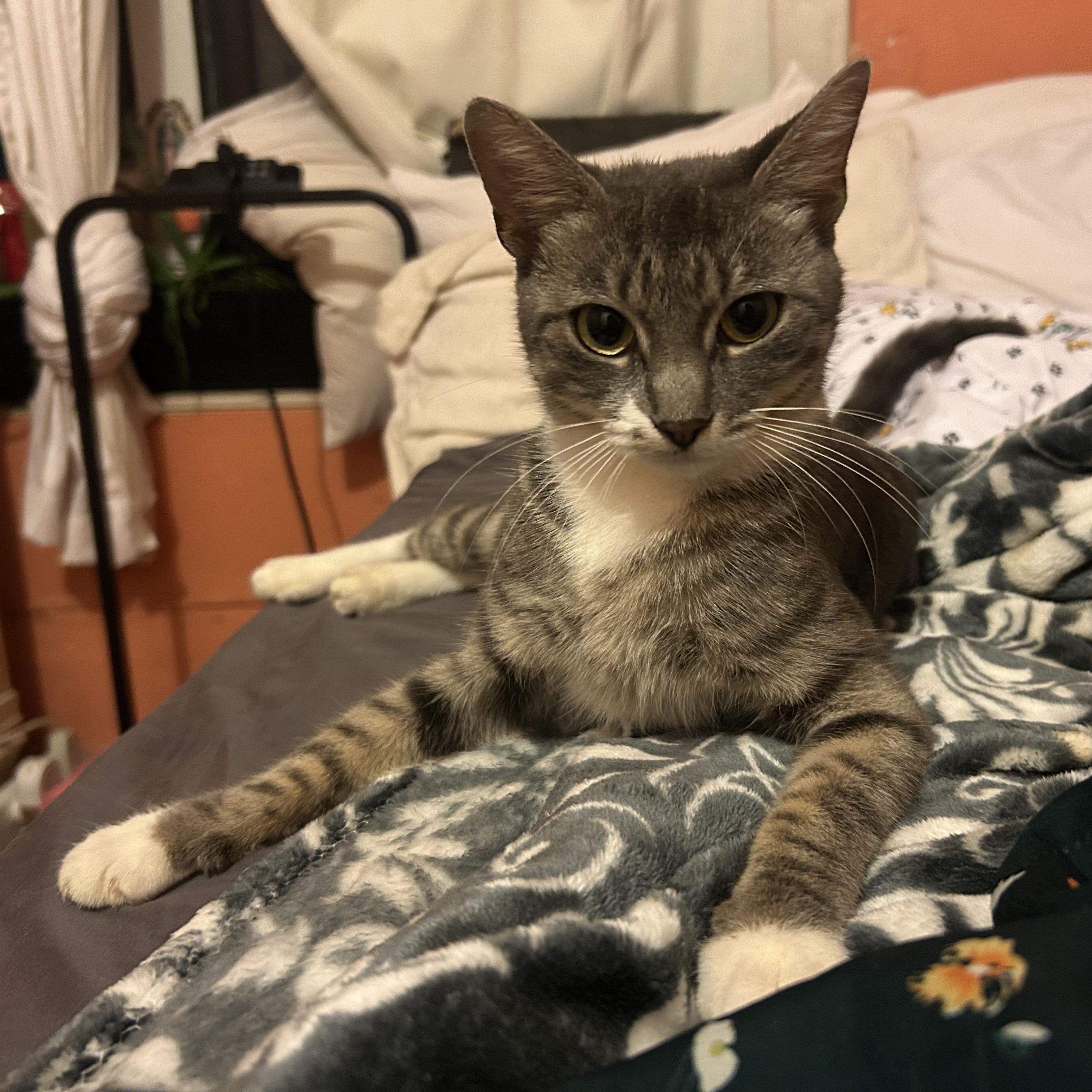 Emerald, Adoptable, Kitten Female American Shorthair.
