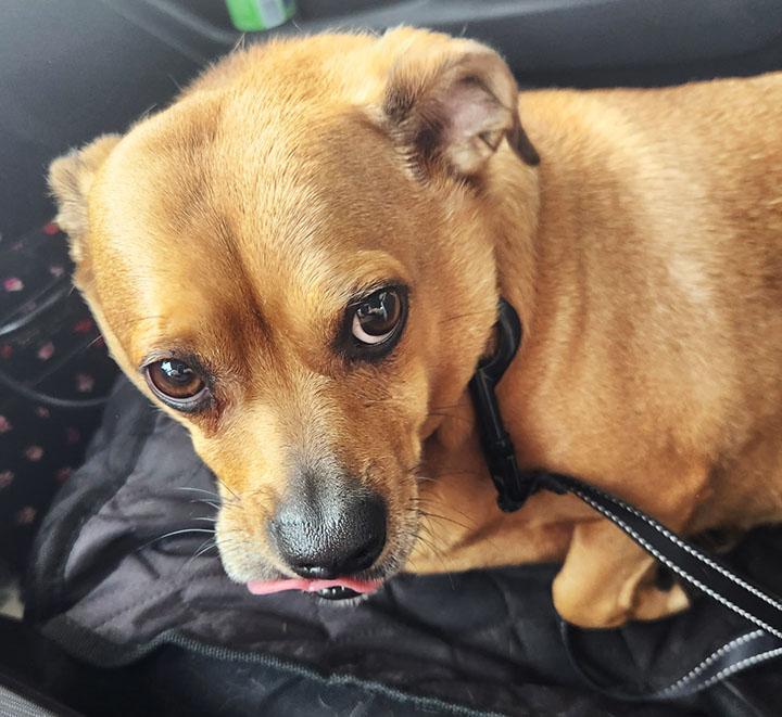 Enlarge Love Bug, a Adoptable mixed breed in Orangevale, CA image 1/3