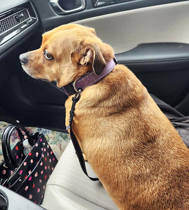 Enlarge Love Bug, a Adoptable mixed breed in Orangevale, CA image 2/3