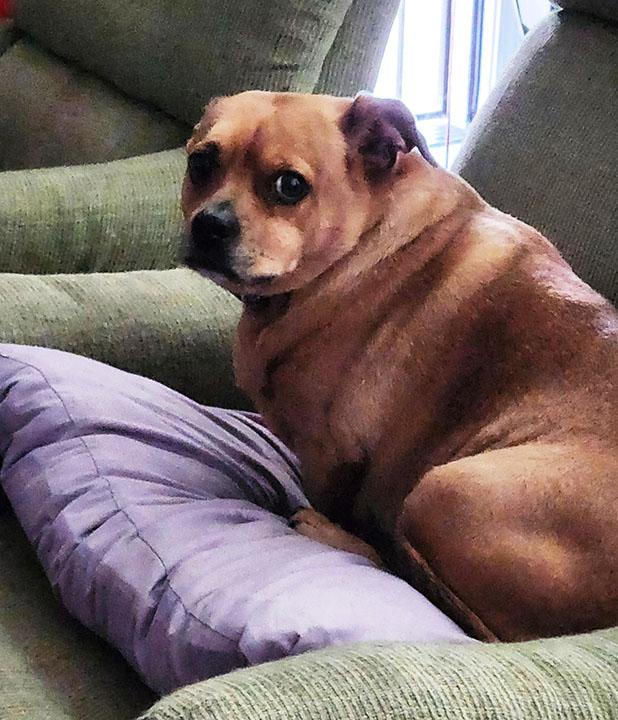 Enlarge Love Bug, a Adoptable mixed breed in Orangevale, CA image 3/3