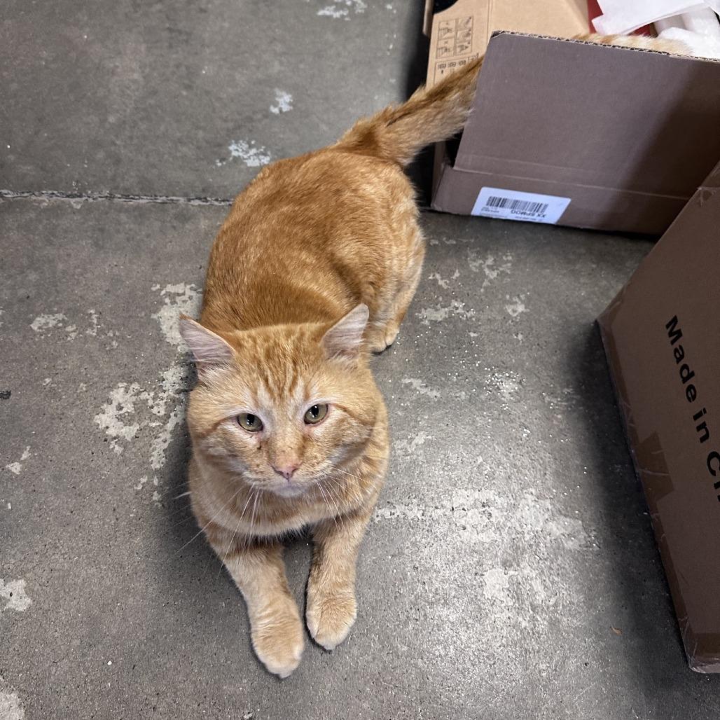 B.O.B, Adoptable, Adult Male Domestic Short Hair.