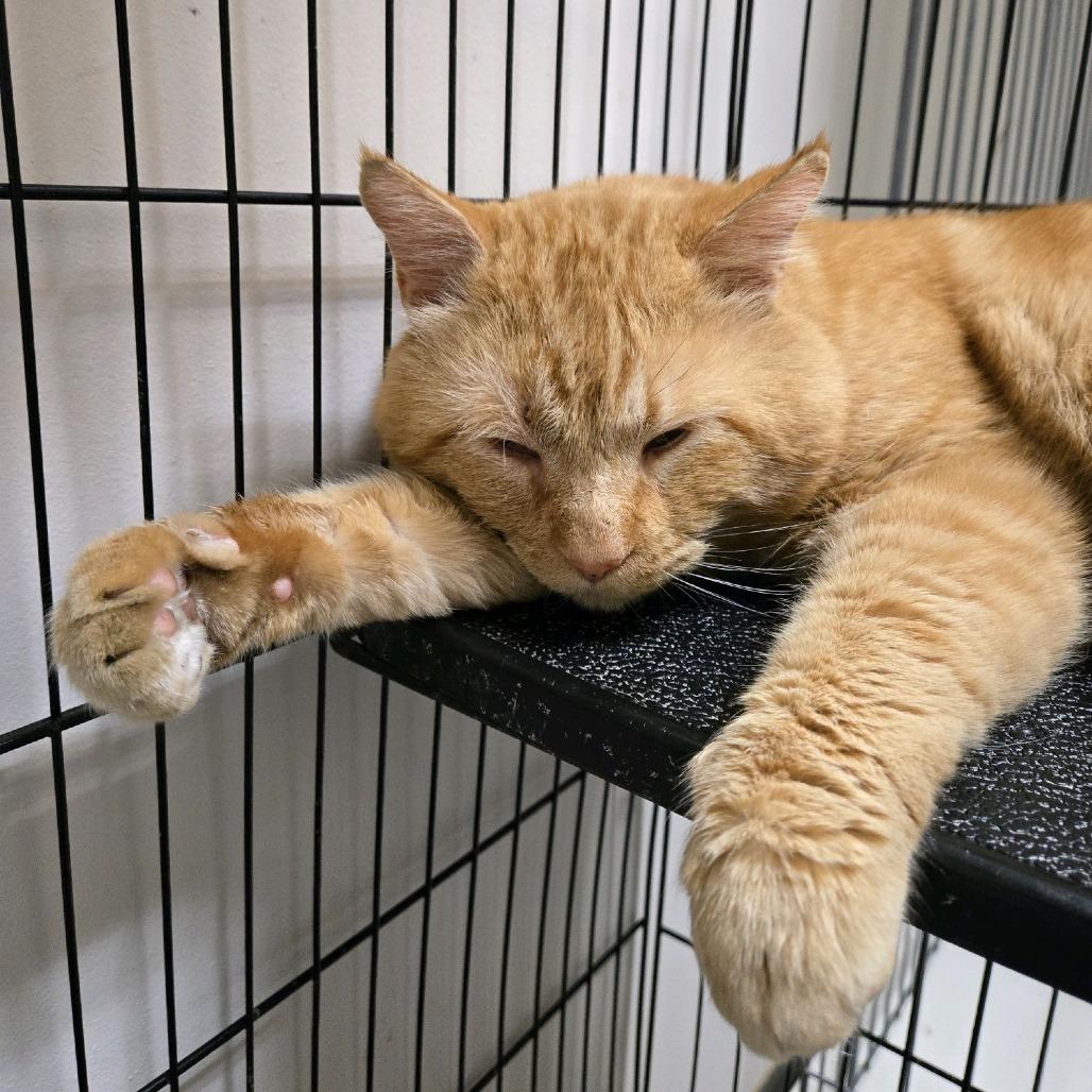 B.O.B, a Adoptable Domestic Short Hair in Branson, MO image 1/2