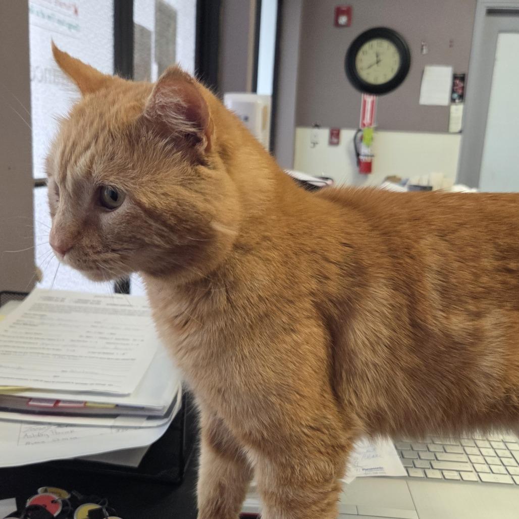 B.O.B, a Adoptable Domestic Short Hair in Branson, MO image 2/2