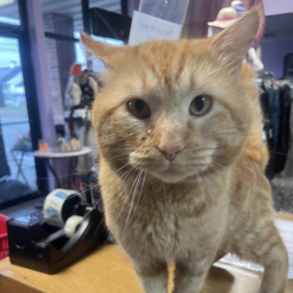 Enlarge B.O.B, a Adoptable Domestic Short Hair in Branson, MO image 4/6