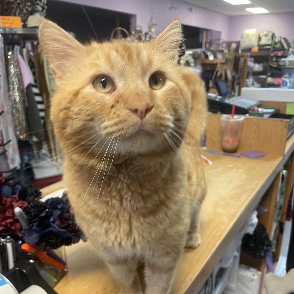 Enlarge B.O.B, a Adoptable Domestic Short Hair in Branson, MO image 5/6