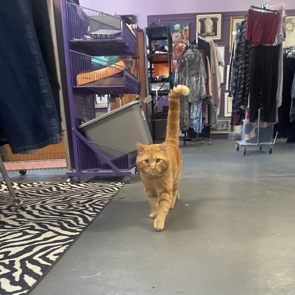 Enlarge B.O.B, a Adoptable Domestic Short Hair in Branson, MO image 6/6