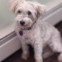 Enlarge Sophie, a ADOPTABLE mixed breed in Manahawkin, NJ image 2/3
