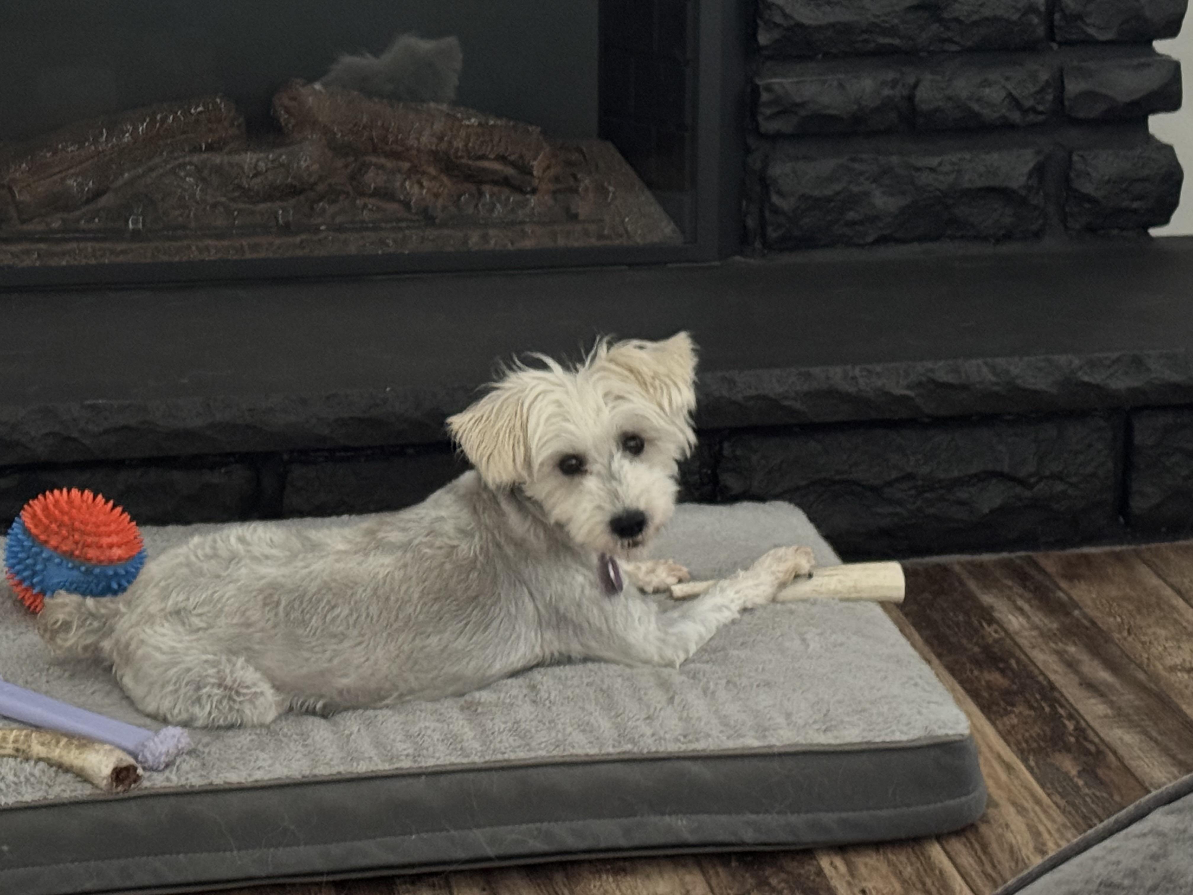 Enlarge Sophie, a ADOPTABLE mixed breed in Manahawkin, NJ image 1/3