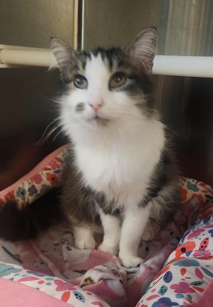 Enlarge Sammy, a Adoptable Domestic Short Hair in El Dorado Hills, CA image 1/3