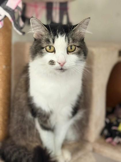 Sammy, Adoptable, Adult Female Domestic Short Hair & Domestic Short Hair.