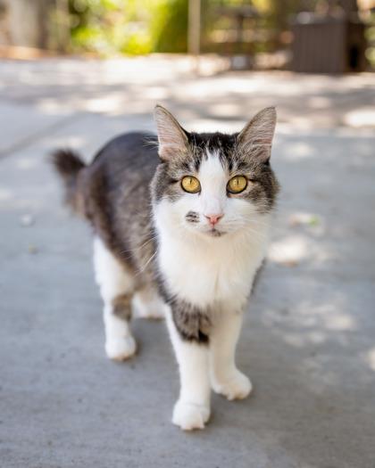 Enlarge Sammy, a Adoptable Domestic Short Hair in El Dorado Hills, CA image 3/3
