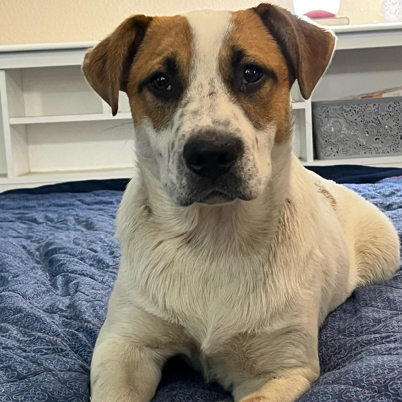 Tristin, a Adoptable mixed breed in Texarkana, TX image 2/6