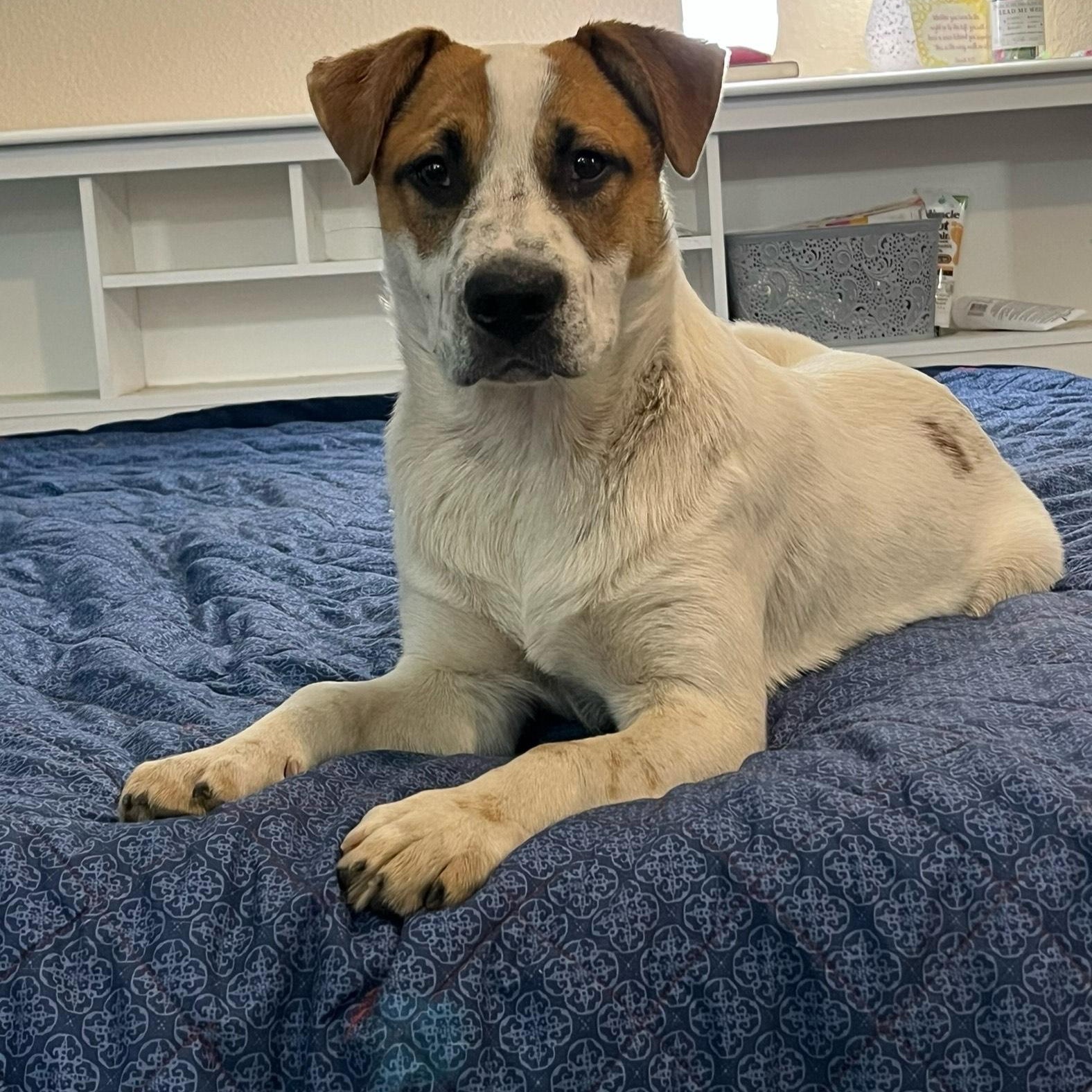 Tristin, a Adoptable mixed breed in Texarkana, TX image 4/6