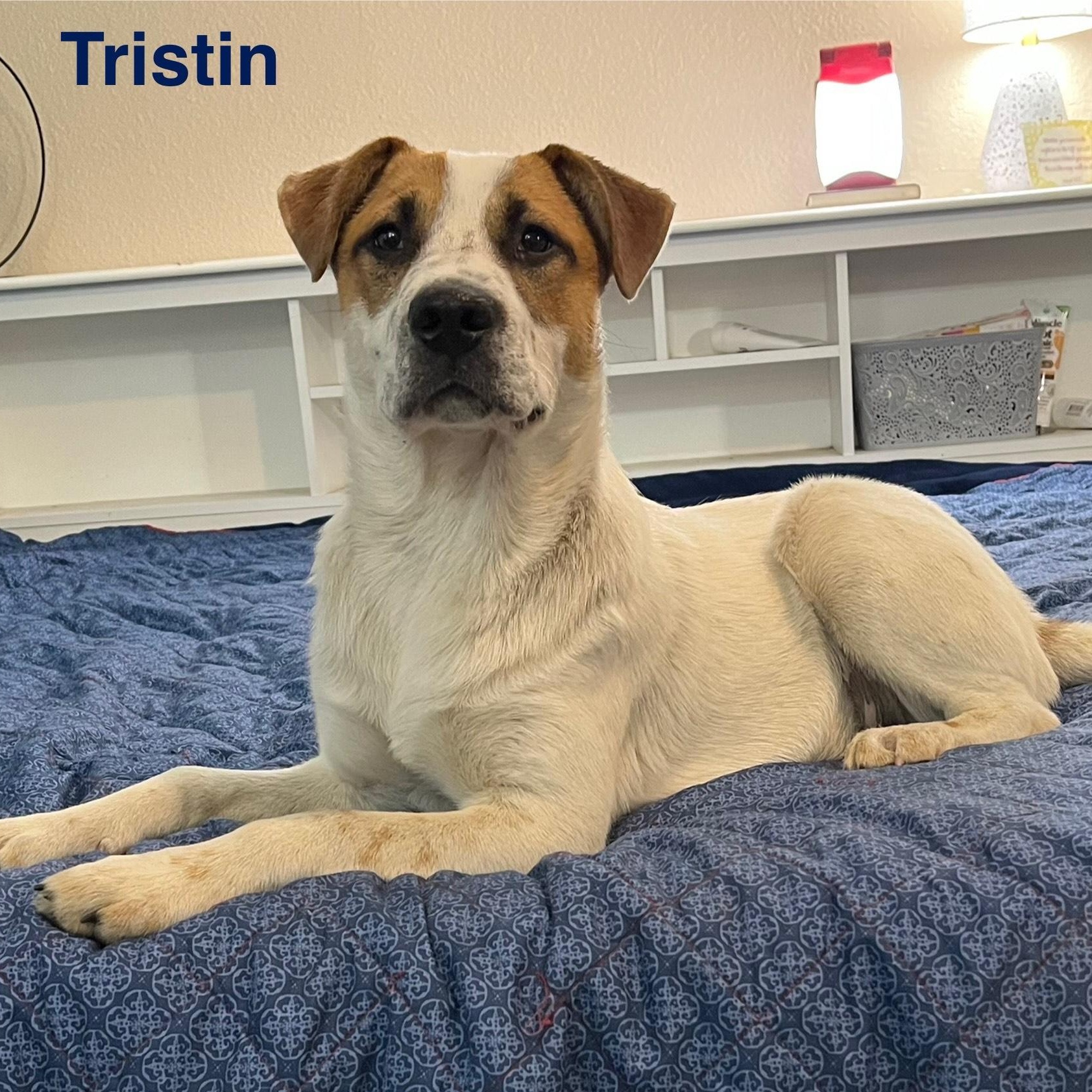 Tristin, a Adoptable mixed breed in Texarkana, TX image 5/6