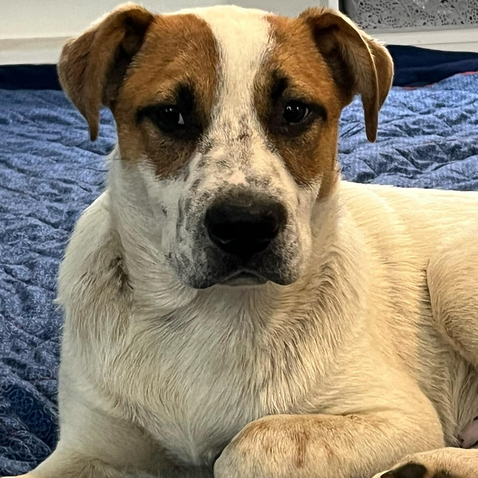 Tristin, Adoptable, Young Male Catahoula Leopard Dog & Beagle.