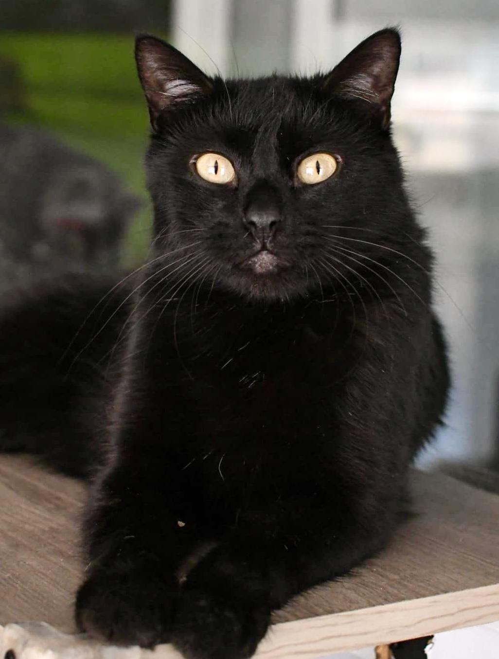 Leo, Adult Male Domestic Medium Hair