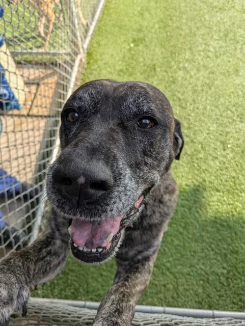 MYLIE, Adoptable, Adult Female Mastiff & Mixed Breed.