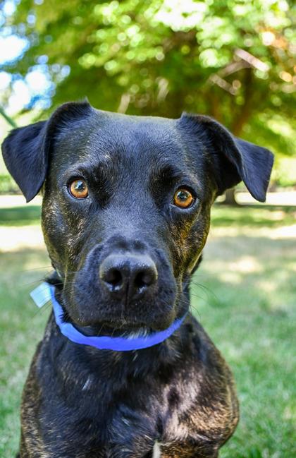 Paul, a Adoptable mixed breed in Yakima, WA image 1/3