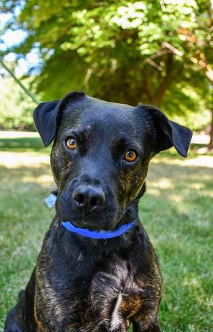 Paul, a Adoptable mixed breed in Yakima, WA image 2/3