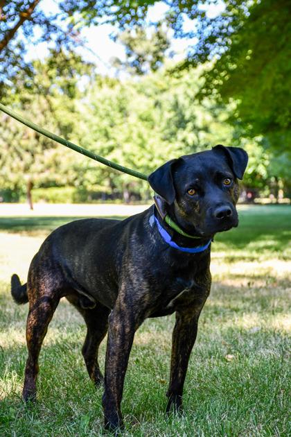Paul, a Adoptable mixed breed in Yakima, WA image 3/3