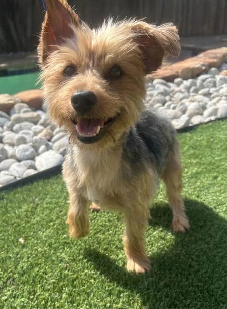 LUCKY, Adoptable, Young Male Yorkshire Terrier.