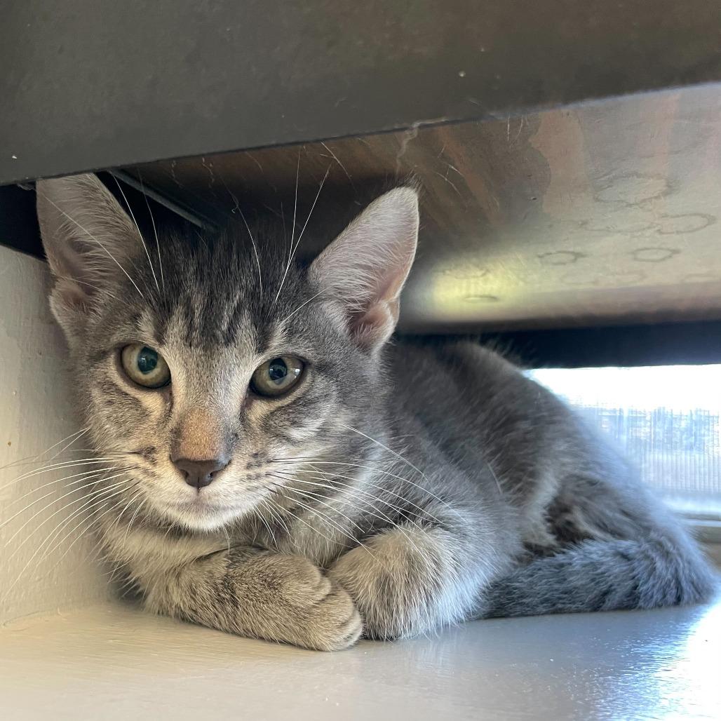Dental Floss, Adoptable, Kitten Male Domestic Short Hair.